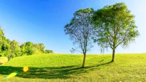 Lire la suite à propos de l’article Le Chrétien et L’Environnement